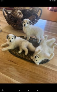 Image 8 of Any breed 6" or 9" custom dog 