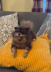 Image 9 of Any breed 6" or 9" custom dog 