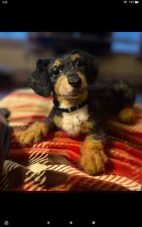 Image 13 of Any breed 6" or 9" custom dog 