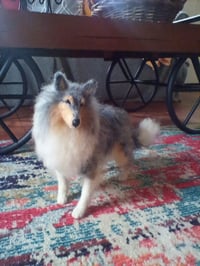 Image 17 of Any breed 6" or 9" custom dog 