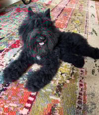 Image 18 of Any breed 6" or 9" custom dog 