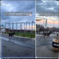 Image 7 of Felpa Cap Chiuso Uomo - Ladispoli Daino (NSL056)