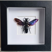 Image 1 of Framed - Mega Scoliid Wasp