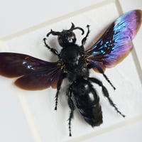 Image 2 of Framed - Mega Scoliid Wasp
