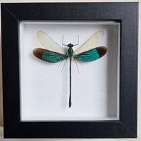 Image 1 of Framed - Stream Glory Damselfly