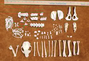 Image of Raccoon Skull and Bones
