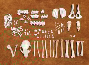 Image of Raccoon Skull and Bones