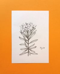 Image 1 of Original Fig 10