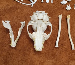 Image of Raccoon Skull and Bones