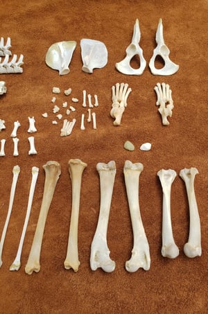 Image of Raccoon Skull and Bones