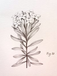 Image 2 of Original Fig 10