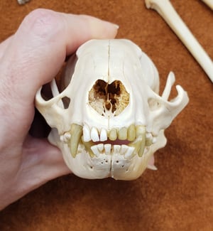 Image of Raccoon Skull and Bones