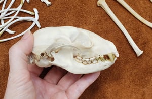 Image of Raccoon Skull and Bones