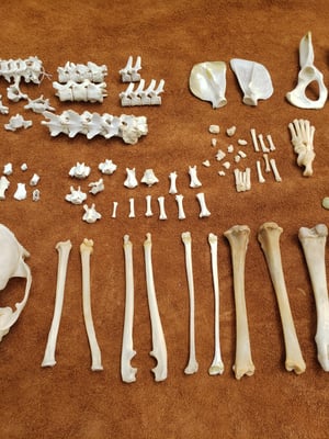 Image of Raccoon Skull and Bones