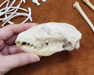 Image of Raccoon Skull and Bones