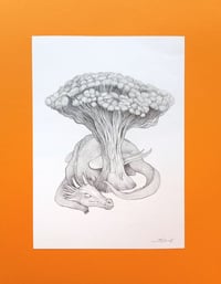 Image 1 of Original Draco
