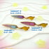 K-Pop Weapons Image 3