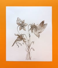 Image 1 of Original Aquilegia