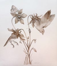 Image 2 of Original Aquilegia