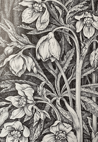 Image 8 of Woodland Plants by Heather and Robin Tanner signed special edition