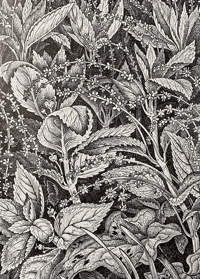 Image 10 of Woodland Plants by Heather and Robin Tanner signed special edition