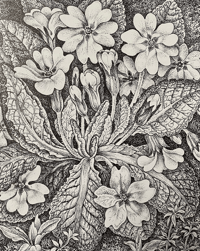 Image 11 of Woodland Plants by Heather and Robin Tanner signed special edition