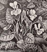 Image 12 of Woodland Plants by Heather and Robin Tanner signed special edition