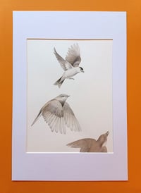 Image 1 of Original Vuelo