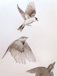 Image 2 of Original Vuelo