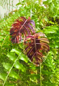 Image 3 of Halloween Monstera