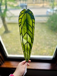 Anthurium Warocqueanum - Pre-Order