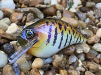 Image 1 of Custom Airbrushed S-CRANK 1.5 Squarebill Crankbait  904