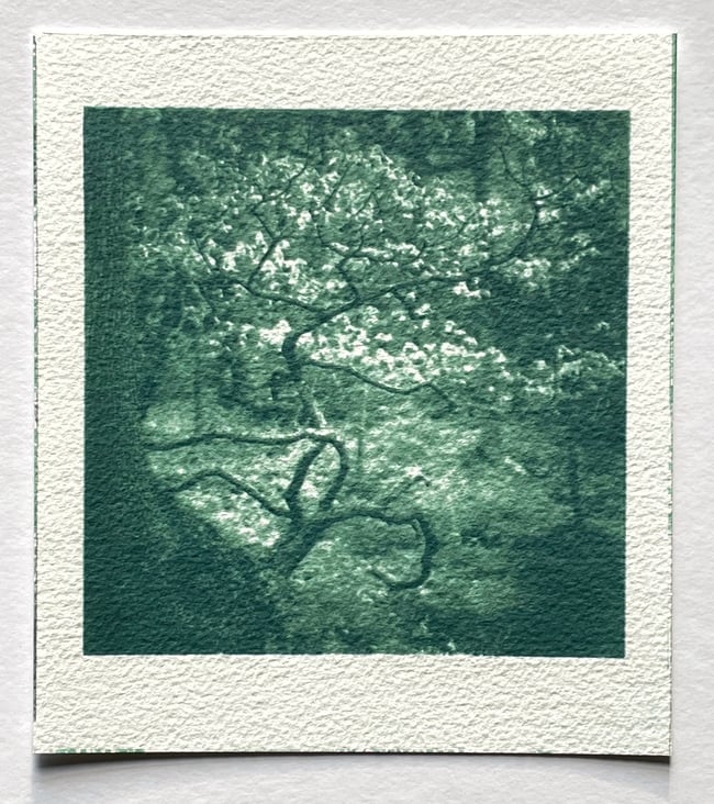 Hagg Wood, West Yorkshire.