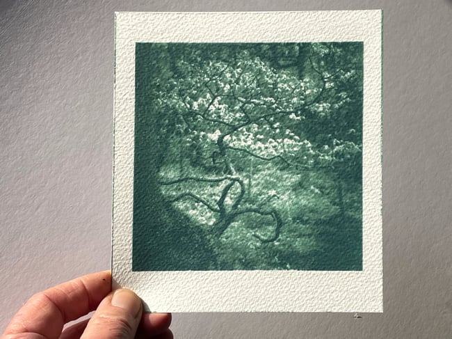 Hagg Wood, West Yorkshire.