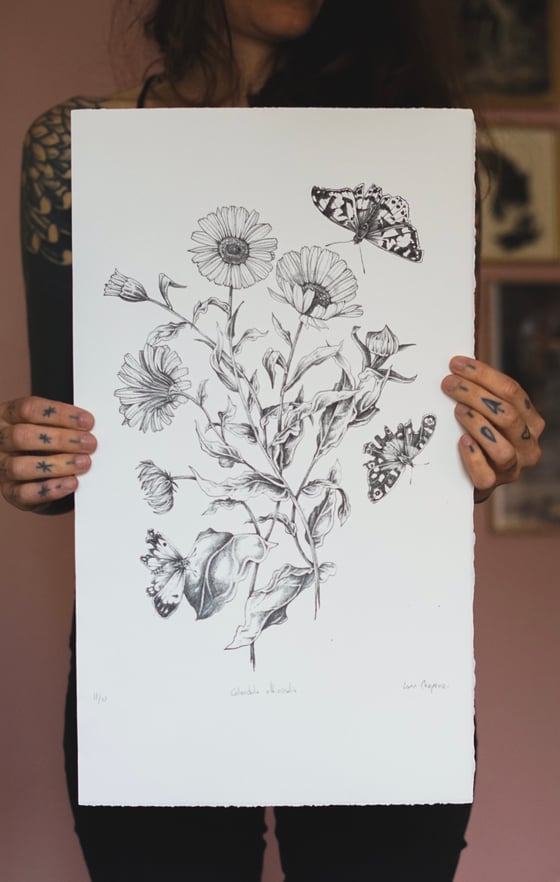 Image of Lithographie "Calendula"