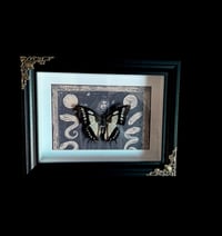 Image 1 of Polyura Narcaeus - 15x20cm