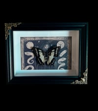 Image 2 of Polyura Narcaeus - 15x20cm