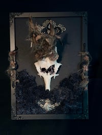 Image 2 of Gehörn auf Rahmen