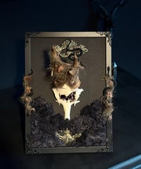 Image 1 of Gehörn auf Rahmen