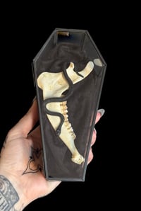 Image 3 of Unterkiefer Reh in Glassarg