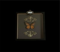 Image 2 of Danaus Plexippus - 20x20cm