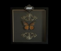 Image 3 of Danaus Plexippus - 20x20cm