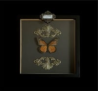 Image 1 of Danaus Plexippus - 20x20cm