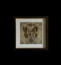 Image 1 of Samia Cynthia - 20x20cm