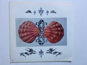 Image of Untitled (pink shell)