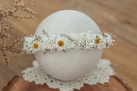 Newborn/Sitter Halo 90