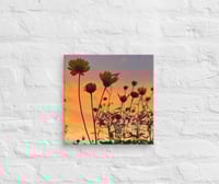 Image 2 of Coreopsis Sunset - 12” X 12” Canvas Print