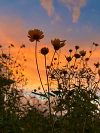 Image 3 of  Coreopsis Sunset - 12” X 18” Canvas Print