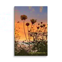Image 1 of  Coreopsis Sunset - 12” X 18” Canvas Print