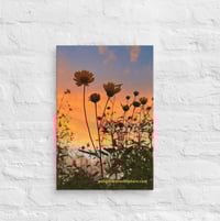 Image 2 of  Coreopsis Sunset - 12” X 18” Canvas Print